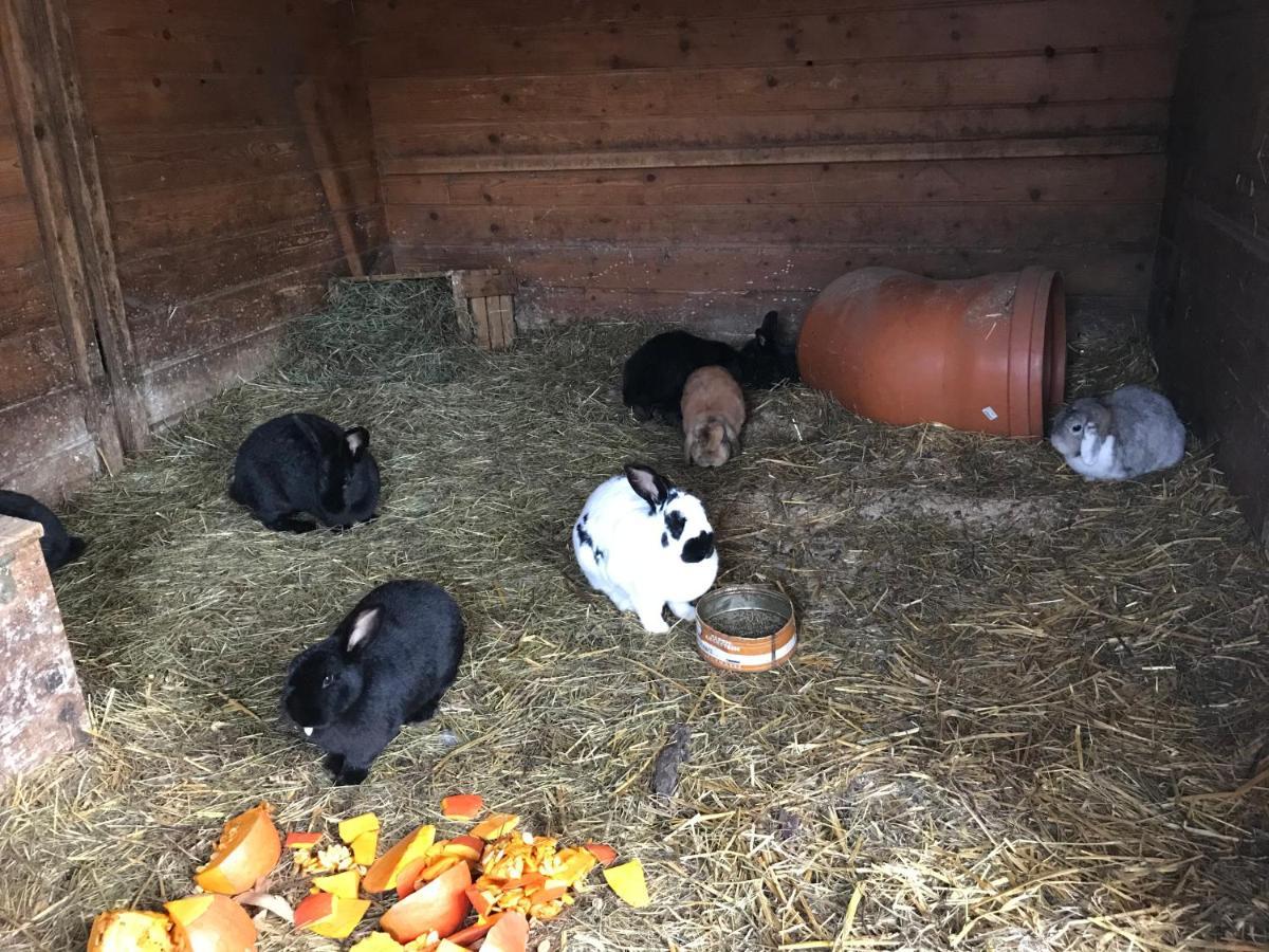 Apartmán Pony-Ziegen-Hasen-Ranch Bichlbach Exteriér fotografie