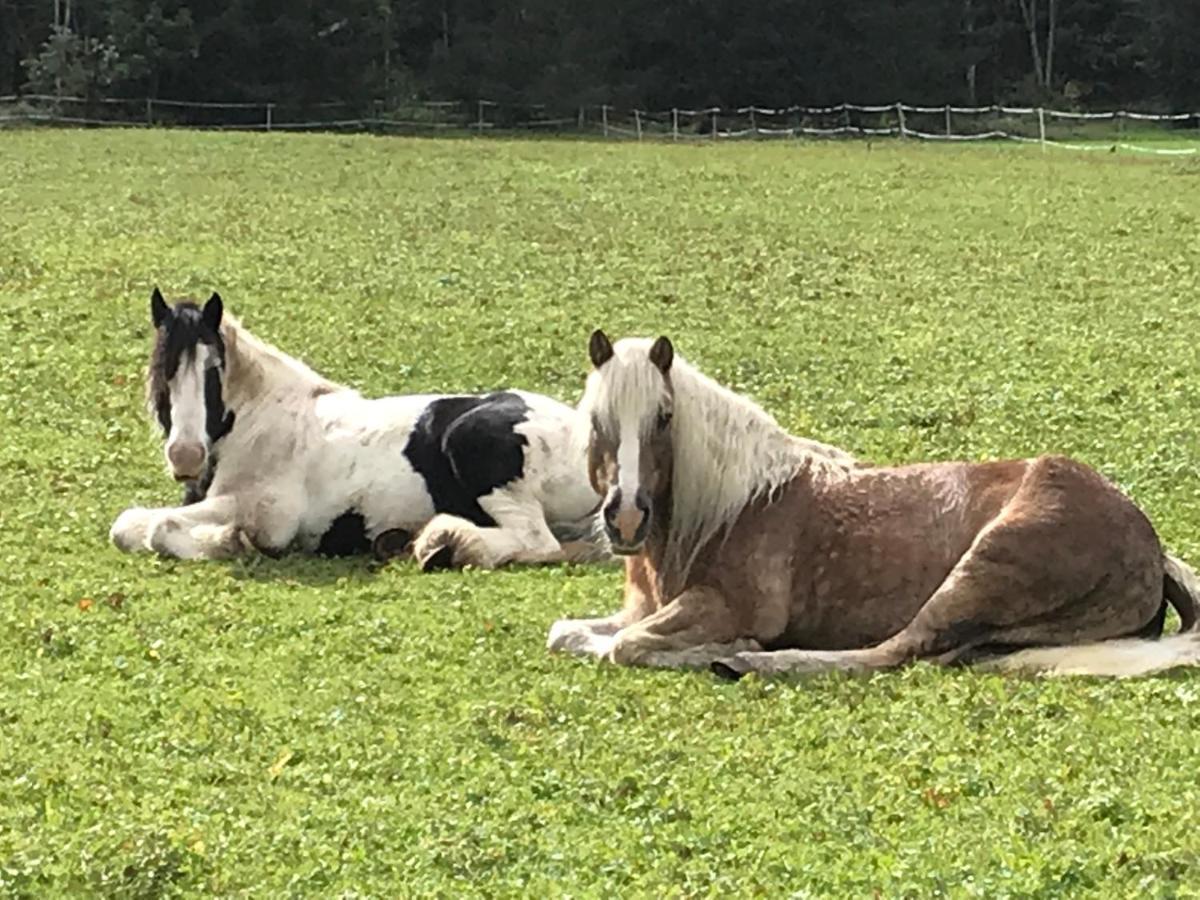 Apartmán Pony-Ziegen-Hasen-Ranch Bichlbach Exteriér fotografie